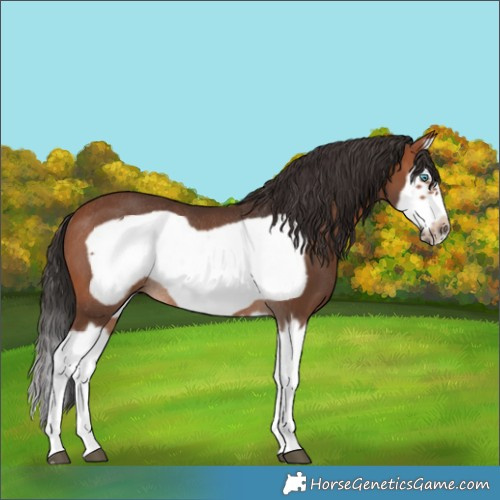 Horse Color:Bay Splash Frame Rabicano