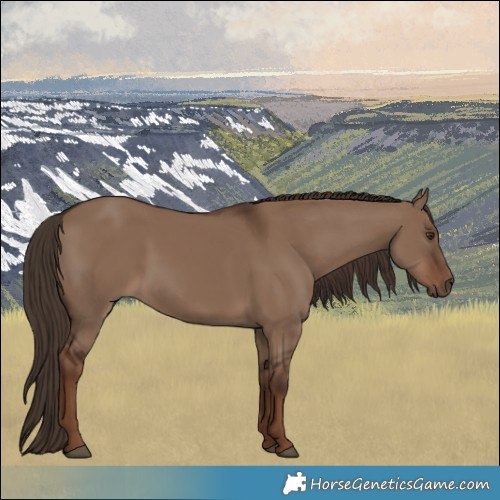 Horse Color:Liver Red Dun Rabicano 