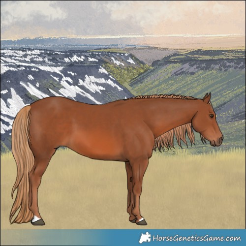 Horse Color:Chestnut 
