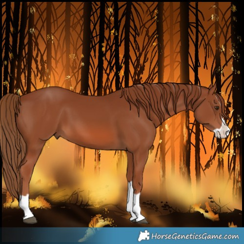Horse Color:Chestnut Splash