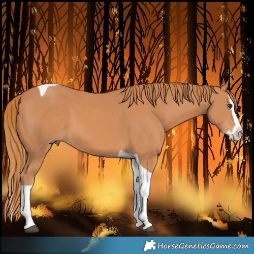 Horse Color:Chestnut Splash Tobiano
