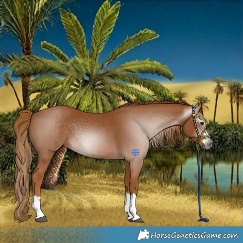 Horse Color:Gray Chestnut
