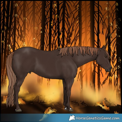 Horse Color:Liver Chestnut 