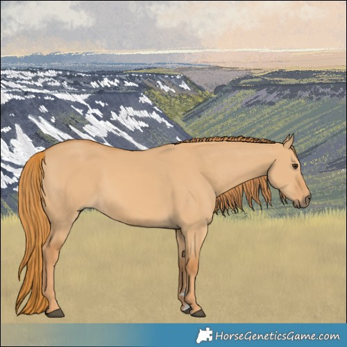 Horse Color:Red Dun 