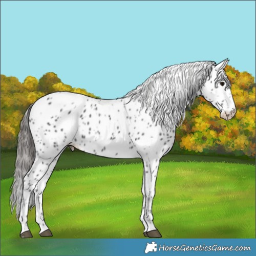 Horse Color:Smoky Black Skewed LP Spotted  and Smoky Black Skewed LP Spotted 