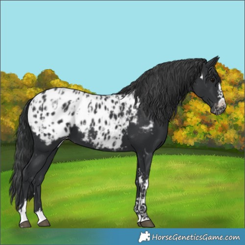 Horse Color:White Spotted Black Sabino Splash Blanket and Black Sabino Splash Tobiano Blanket