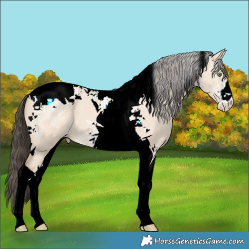 Horse Color:Amber Champagne Dun Tobiano 
