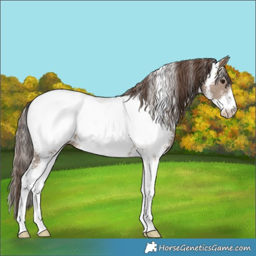 Horse Color:Classic Champagne Sabino Near Fewspot 