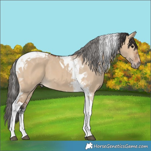 Horse Color:Bay Dun Tobiano