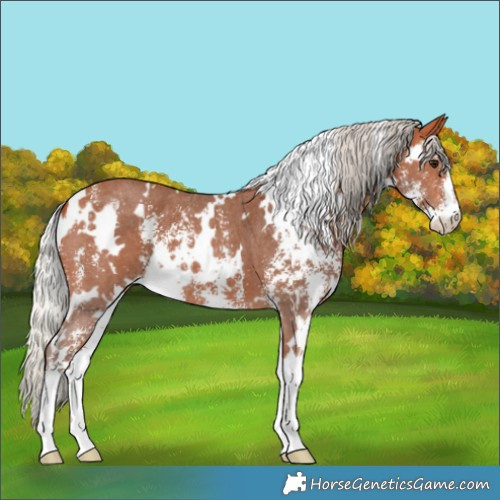 Horse Color:White Spotted Silver Bay Sabino 