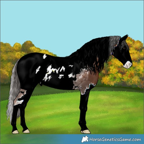 Horse Color:ERROR: UNKNOWN ANOMALY