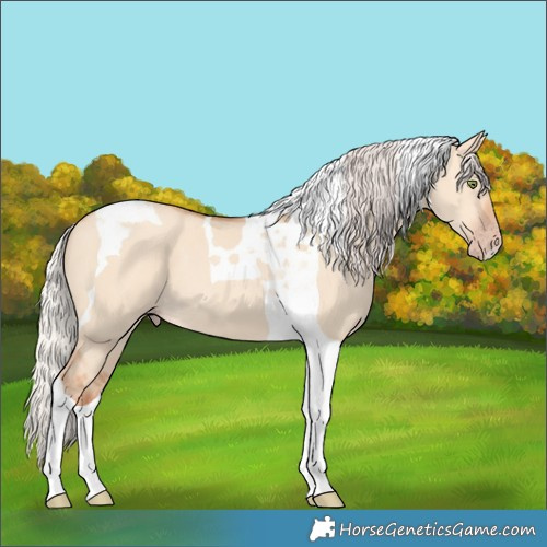 Horse Color:Silver Amber Champagne Dun Tobiano 