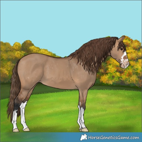 Horse Color:Bay Dun Varnish 