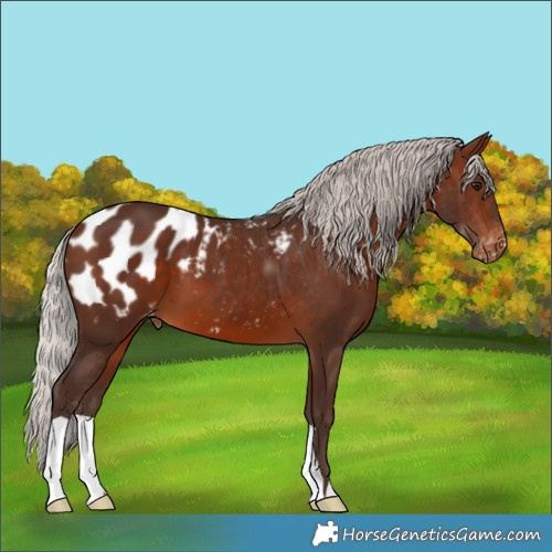 Horse Color:Silver Brown Blanket