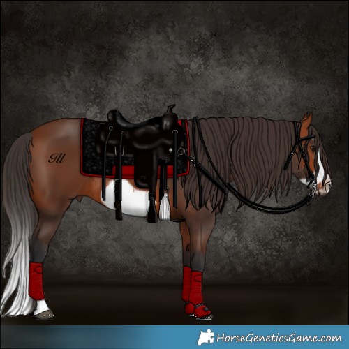 Horse Color:Bay Splash Frame Rabicano 