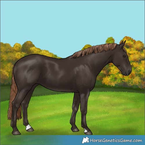 Horse Color:Liver Chestnut