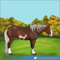 Horse Color:Silver Brown Splash Frame Rabicano