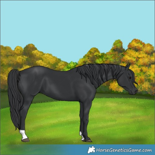 Horse Color:Black 