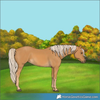 Horse Color:Palomino 