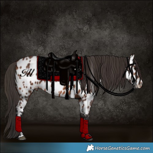 Horse Color:Bay Appaloosa 