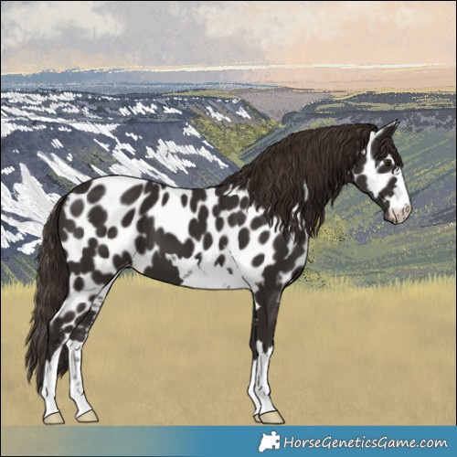 Horse Color:Liver Chestnut Skewed LP Spotted