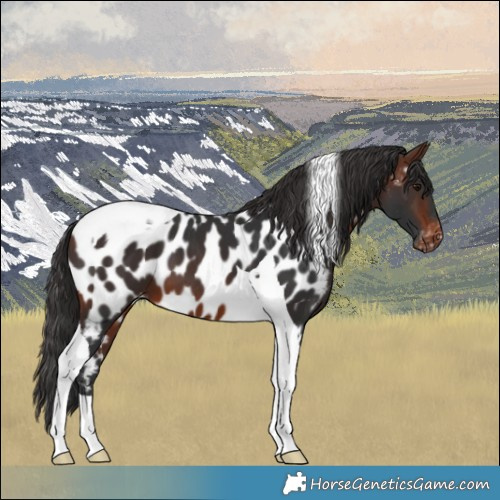 Horse Color:Brown Tobiano Near Leopard 