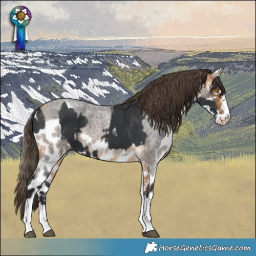 Horse Color:Black Tobiano Skewed LP Spotted and Buckskin Roan Skewed LP Spotted
