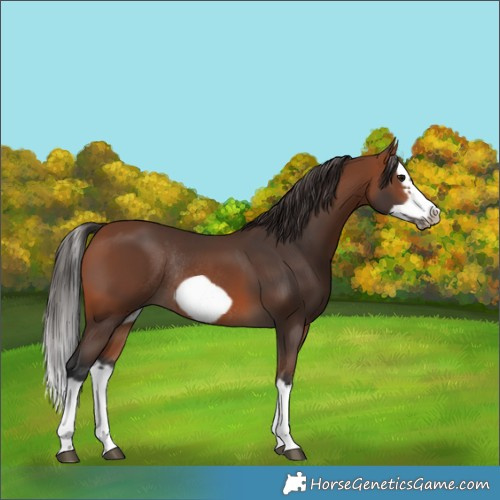 Horse Color:Bay Splash Frame Rabicano 