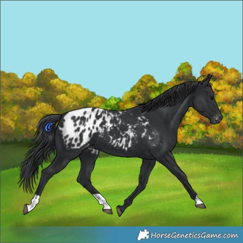 Horse Color:Black Blanket 