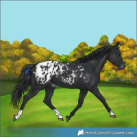 Horse Color:Black Blanket