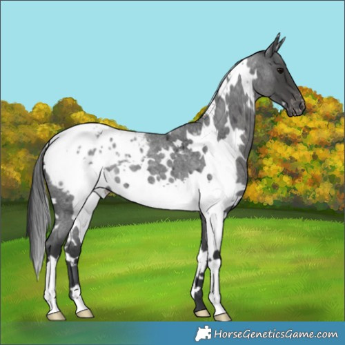 Horse Color:White Spotted Blue Roan Appaloosa