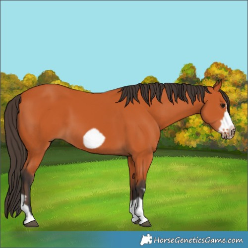 Horse Color:Bay Frame