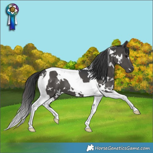 Horse Color:White Spotted Black Tobiano