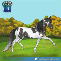 Horse Color:White Spotted Black Tobiano