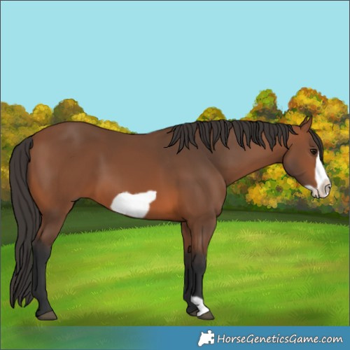 Horse Color:Bay Frame