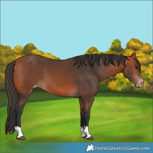 Horse Color:Bay Varnish