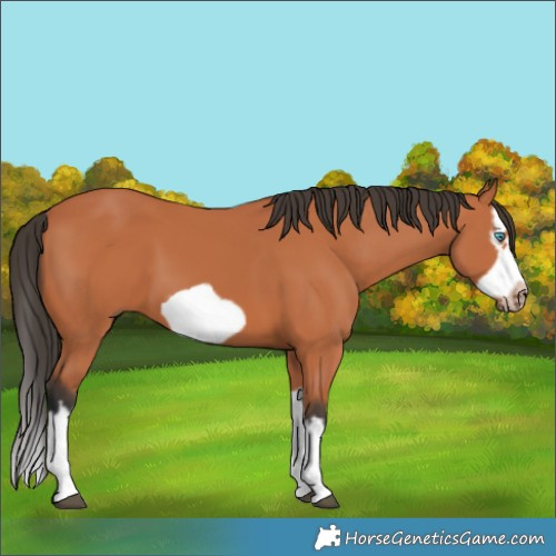 Horse Color:Bay Splash Frame 