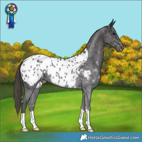 Horse Color:Smoky Black Appaloosa