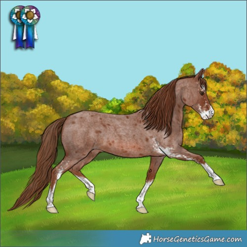 Horse Color:Red Roan Sabino