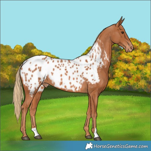 Horse Color:Chestnut Blanket