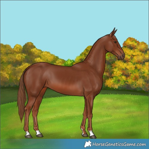 Horse Color:Chestnut 