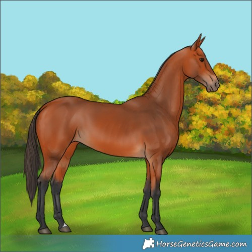 Horse Color:Bay 