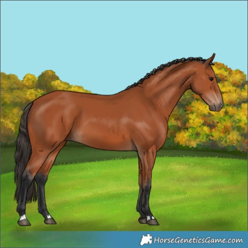 Horse Color:Bay 