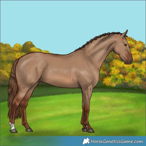 Horse Color:Red Dun 