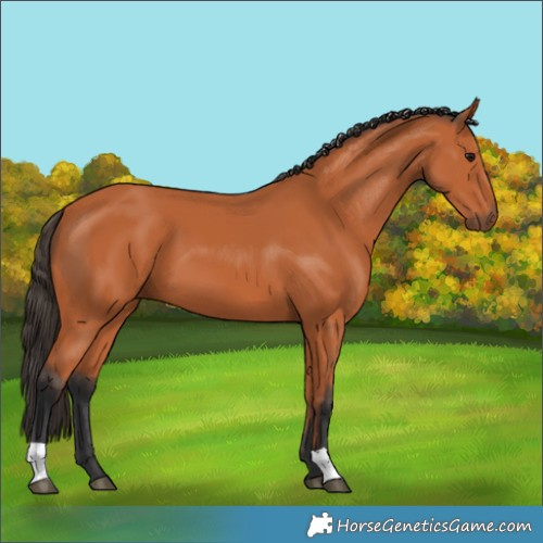 Horse Color:Bay 