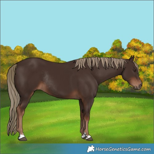 Horse Color:Liver Chestnut Rabicano