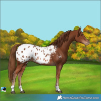 Horse Color:Chestnut Blanket 
