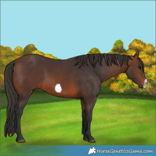 Horse Color:Brown Frame Rabicano