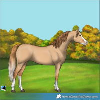 Horse Color:Red Dun Splash