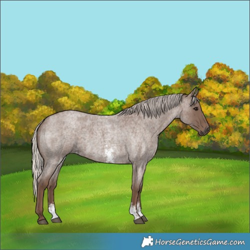 Horse Color:Silver Blue Roan Sabino 